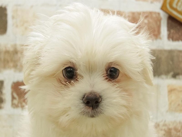 静岡県のハーフ犬 (ペッツワン浜松雄踏店/2024年1月26日生まれ/女の子/クリーム)の子犬